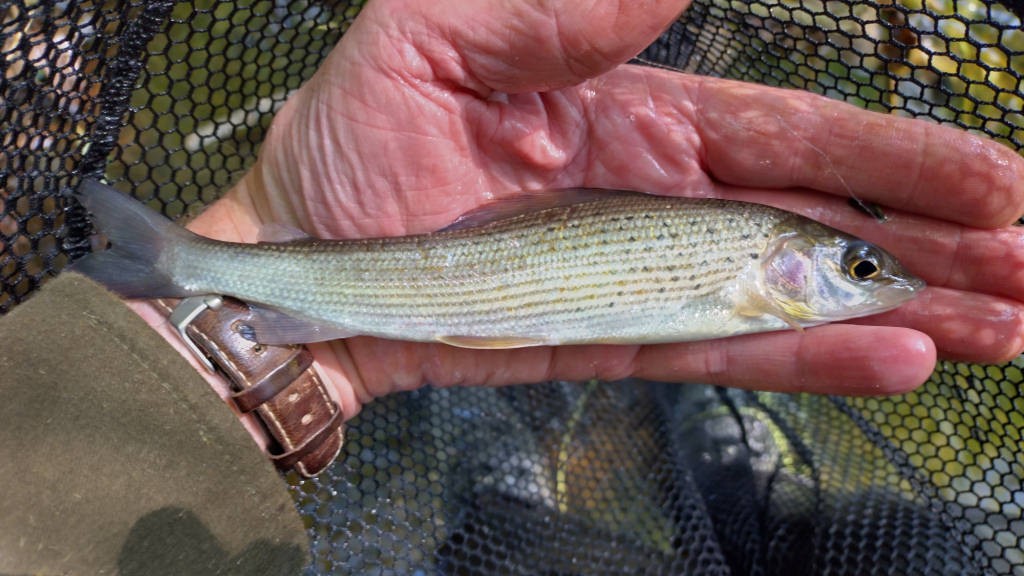 Photo of the little Grayling